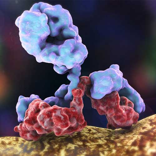 大分子创新药开发技术咨询